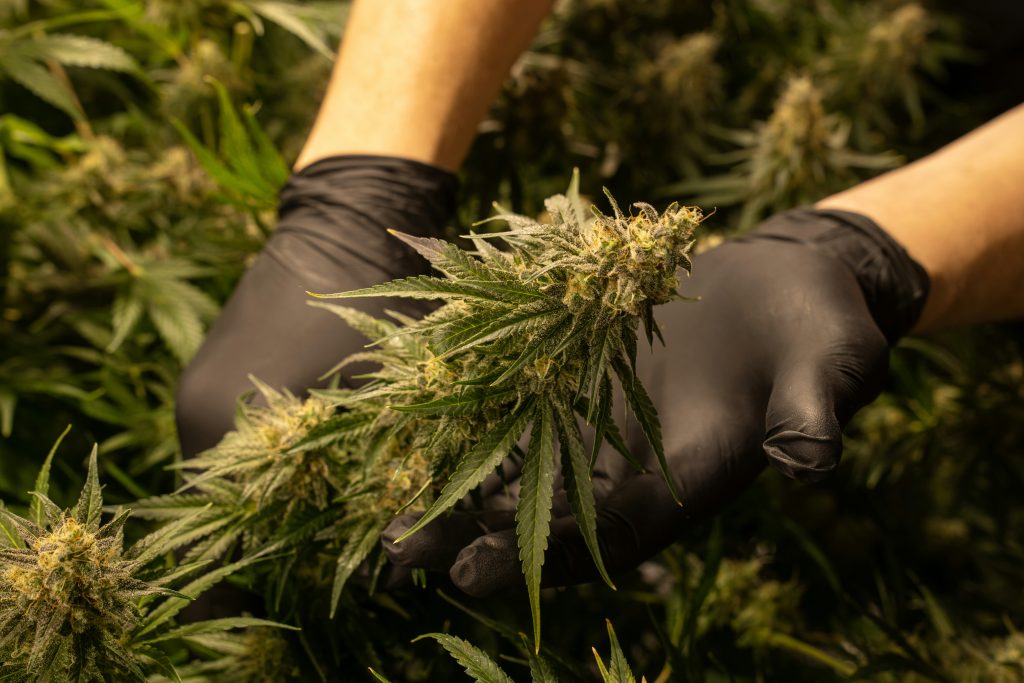 Cannabis Employee Training Compliance Program